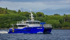 Image of Norfolk Rose